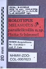 Etikette zu Melanotus parallelicollis (Platia & Schimmel, 2001) (NHMW-ZOO-COL-0007623)